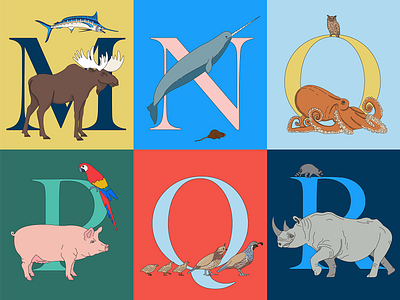 Animal Alphabet alphabet animal illustration animals art design illustration marlin moose narwhal nutria ocotpus owl parrot pig quail racoon rhino vector