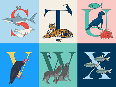 Animal Alphabet