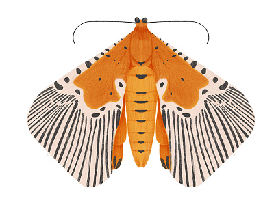 Peridrome Orbicularis bug butterfly digital art illustration insect moth
