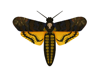 Deaths Head Moth bug butterfly digital art illustration insect moth
