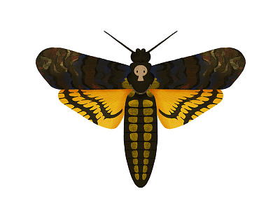 Deaths Head Moth