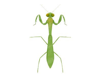 Mantis religiosa // Praying Mantis bug digital art illustration insect ipad pro moth procreate