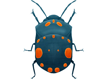 Pachycoris torridus beetle bug digital art illustration insect