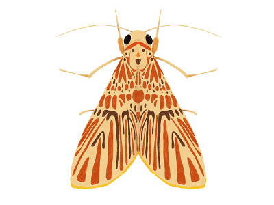Barsine orientalis bigamica bug digital art illustration insect ipad pro moth