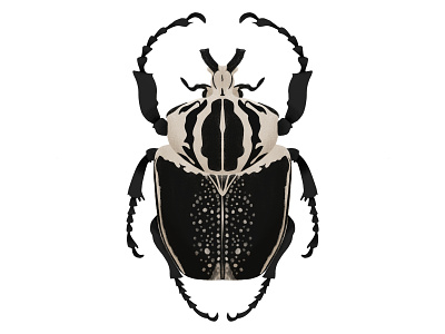 Goliathus regius | Royal Goliath Beetle beetle bug digital art illustration insect ipad pro