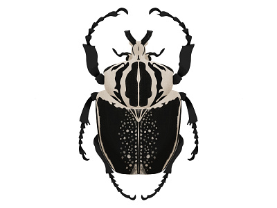 Goliathus regius | Royal Goliath Beetle