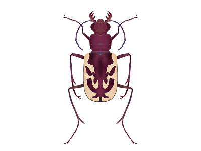 Cicindela lengi | Blowout Tiger Beetle beetle bug digital art illustration insect ipad pro
