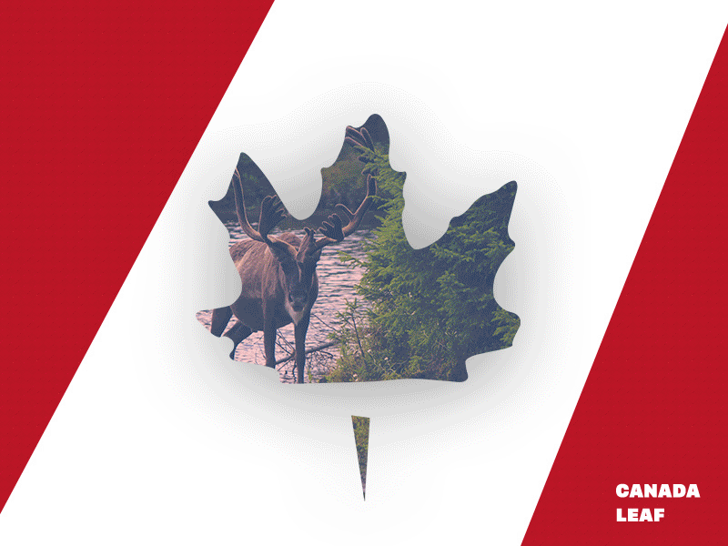 Canada Leaf animation brand canada leaf logo redesign