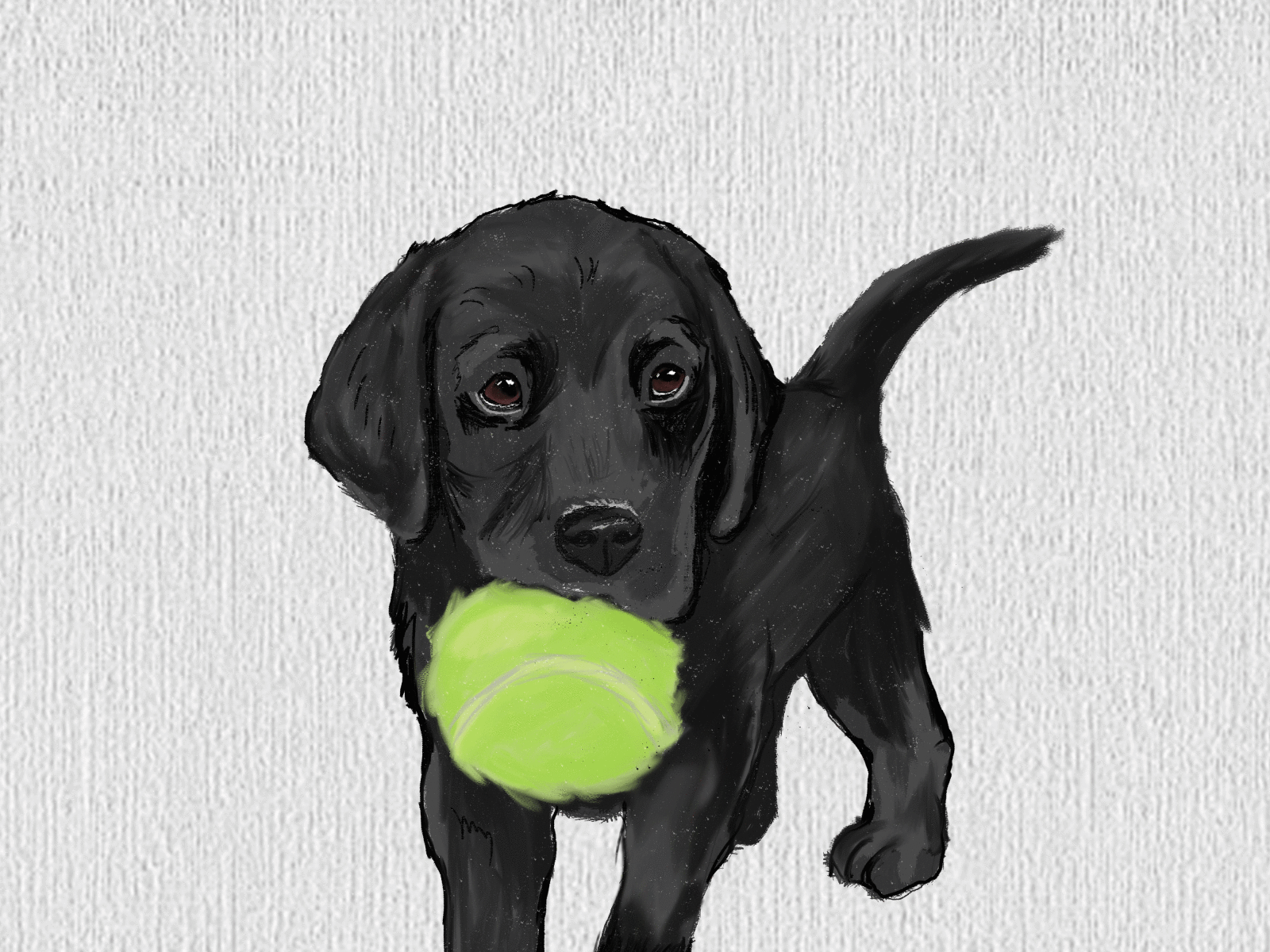 black lab adobe illustrator dog illustration pet vector