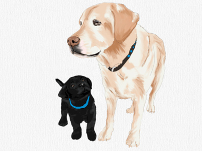 Labradors dogs illustration labrador retriever vector art