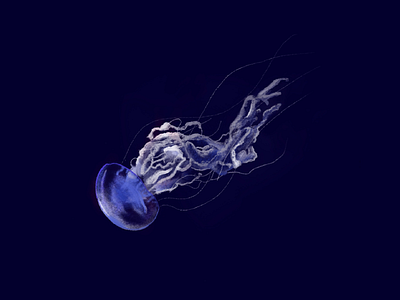 Jellyfish