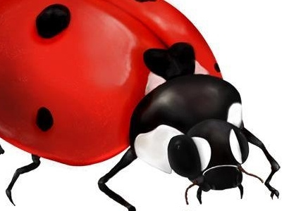 Lady bug animal black bug illustration insect ladybug mariquita nature red