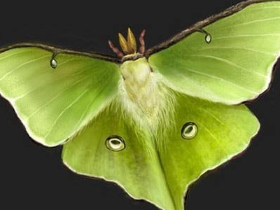 Moon moth animal butterfly green illustration insect moon moth nature