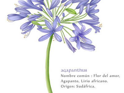 Agapanthus by VANADIS VANIR on Dribbble