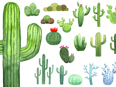 Watercolor Cacti cacti cactus elements flower green handdrawn illustration painting succulent tropical wallpaper watercolor
