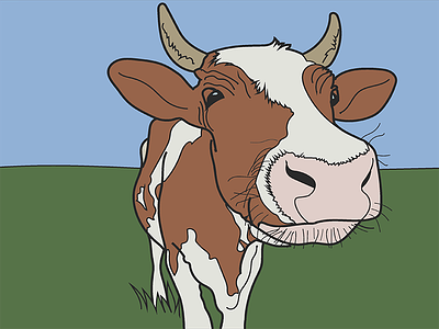 Cow illustrate