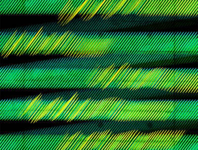 Enigma enigma green illustration lines pattern pattern art pattern design