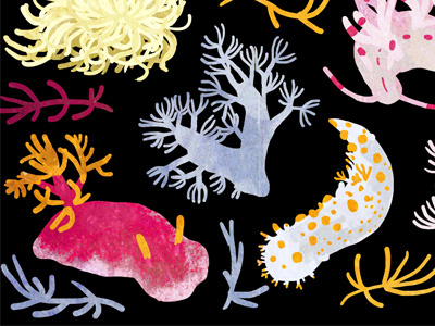 nudibranch corals drawing illustration nature nudibranch underwater