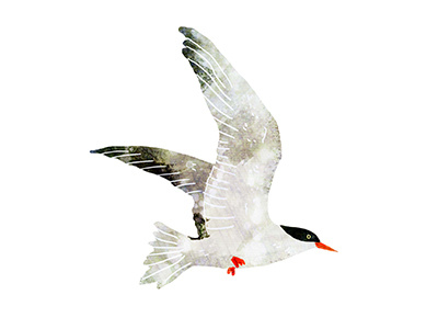 seagull animal bird drawing illustration seagull