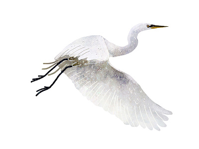 great egret bird drawing egret illustration nature silberreiher