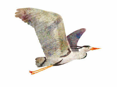 grey heron bird cute illustration nature non fiction