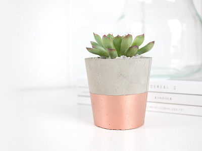 Cactus Copper Photography cactus home lifestyle photography plant product