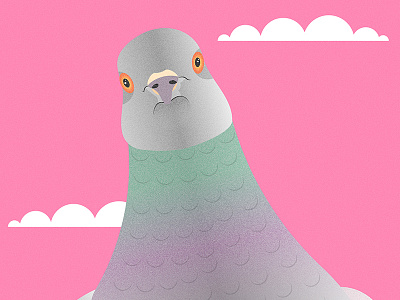 Pigeon