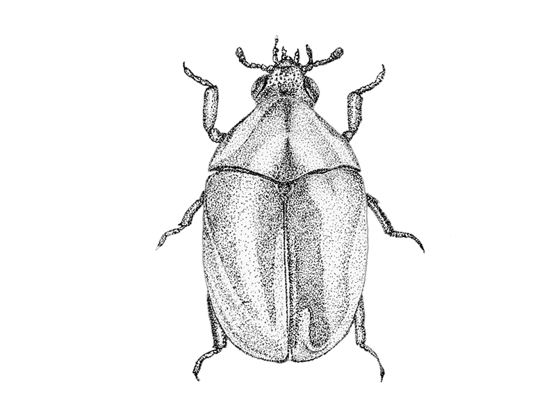 Escarabajo 800x600 animal animalario beetle escarabajo green handmade illustration insect insectos nature pointillism