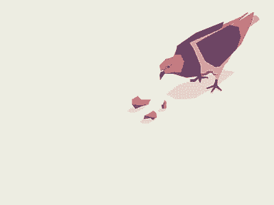 Pigeon