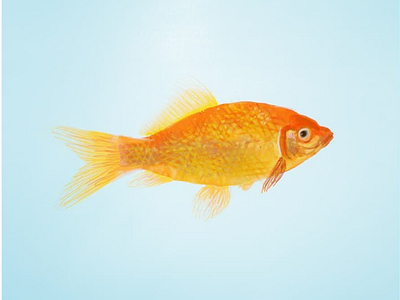 goldfish autodesk sketchbook digital drawing digital illustration goldfish illustration