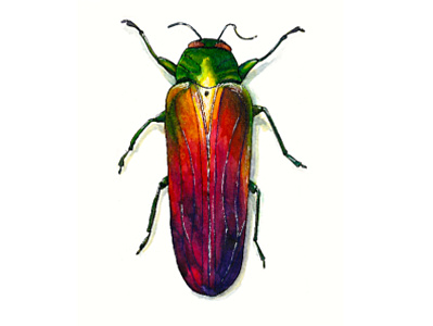 Beetle beetle bug illustration watercolor painting