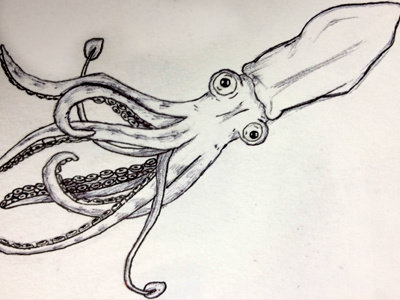 Squid Sketch doodle drawing ink pen sketch squid unique