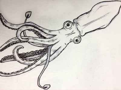 Squid Sketch