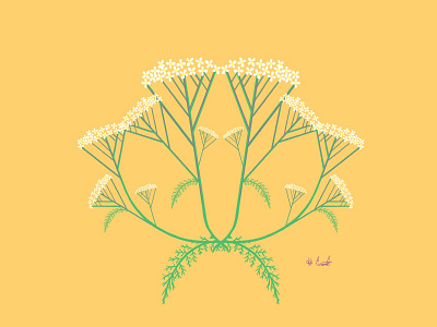 Yarrow design graphic design illustration