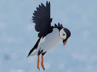 Atlantic Puffin In Flight