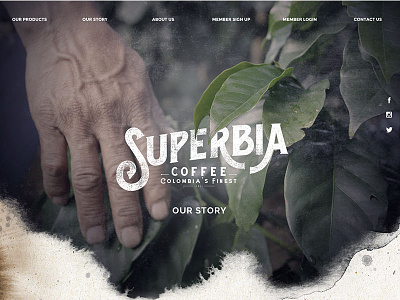 Superbia Coffee branding ecommerce mobile ui ux web