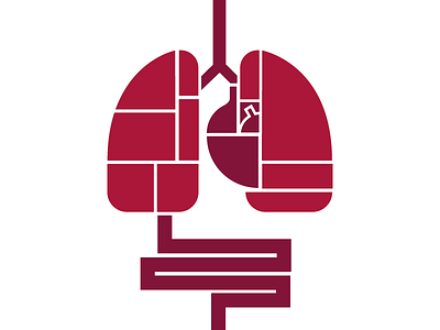 Internal organs anatomy design gut heart illustration internal organs lungs organs