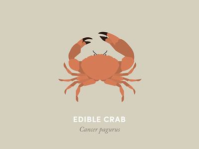 Edible Crab animal animal kingdom beach crab design geometry illustration minimal minimalism nature seaside wildlife