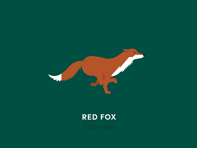 The 100 Day Project: Fox Dribbble animal animal kingdom animals design fox geometry illustration minimal minimalism nature wildlife