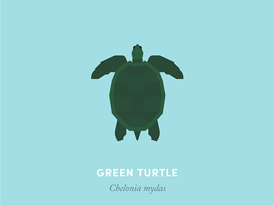 Green sea turtle animal animal kingdom design geometry illustration minimal minimalism nature reptile sea turtle wildlife