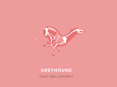 Anatomy of a greyhound anatomy animal design diagram dog greyhound illustration running