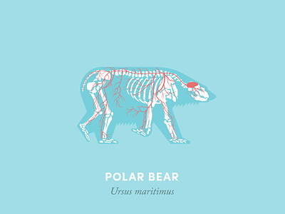 Anatomy of a polar bear anatomical diagram anatomy animal arctic bear design diagram illustration polar bear