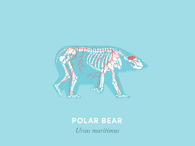 Anatomy of a polar bear anatomical diagram anatomy animal arctic bear design diagram illustration polar bear