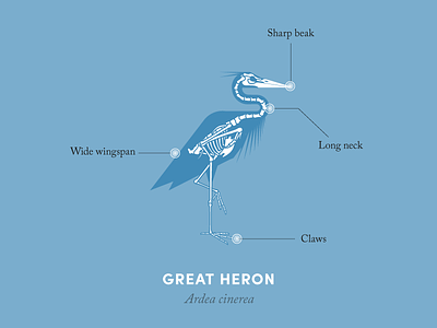 Anatomy of a heron anatomical diagram anatomy animal bird design diagram heron illustration nature