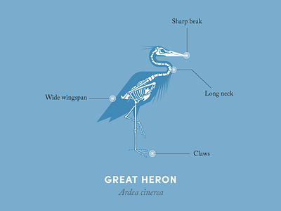 Anatomy of a heron