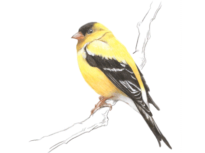 Yellow Bird animation bird creature