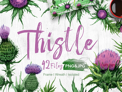 Thistle flowers PNG watercolor set thistle