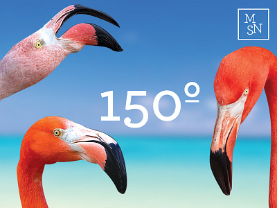 MSN - adv campaign advertisement animals brand design flamingo graphics logo museum