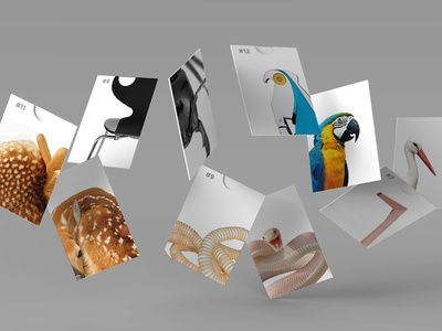 A Different Habitat - Cards animals ant boa corporate identity deer design event parrot product product design stork zoo