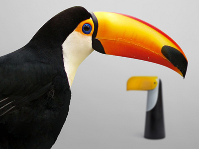 A Different Habitat - Tucano animals design event app event design product product design tucan